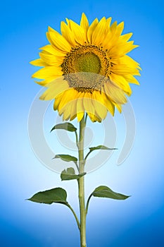 Girasole 