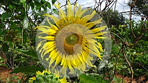 Sunflower 30 centimeters in diameter.