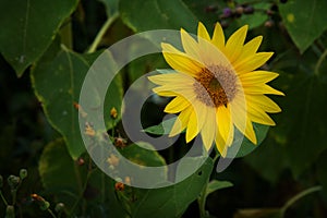 Sunflower