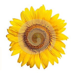 Sunflower photo