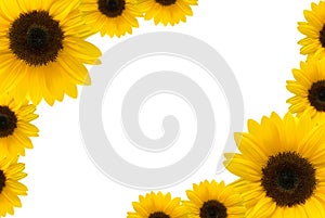 Sunflower photo