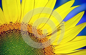 Sunflower photo