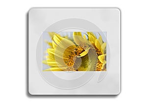 Sunflower 35mm frame