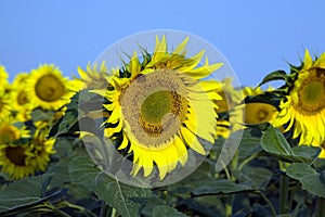 Girasole 