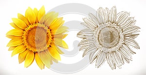 Sunflower. 3d realism. Vector illustration