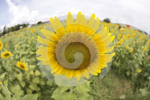 Sunflower