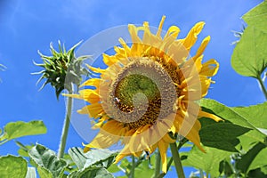 The Sunflower