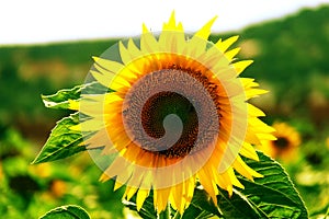 Sunflower photo