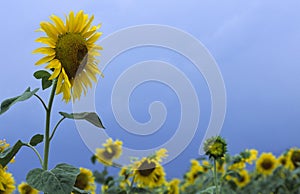 Sunflower