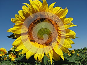 Sunflower