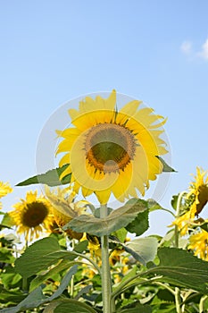 Sunflower