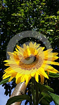 Sunflower