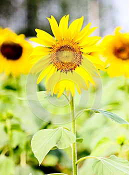 Sunflower