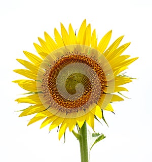 Girasole 