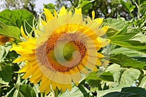 The sunflower