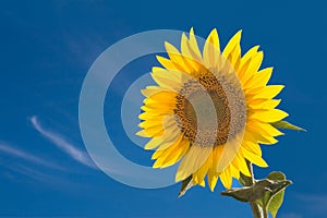 Sunflower photo