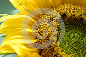 Girasol 