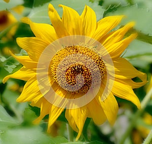 The sunflower