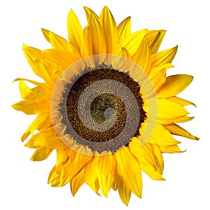 Girasol 