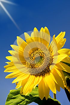 Sunflower