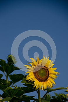 sunflower