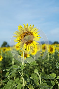 Sunflower