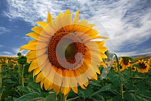 Girasol 