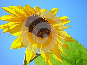 Girasol 