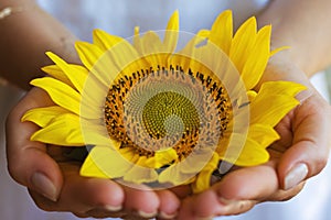 Sunflower photo