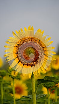 Sunflower