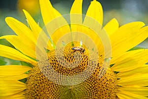 Sunflower