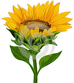 Sunflower