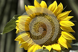 Sunflower photo