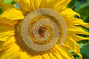 The sunflower