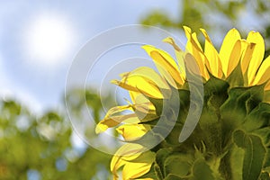 Sunflower absorbing the rays of the summertime sun