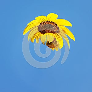 Sunflower abstract and blue sky