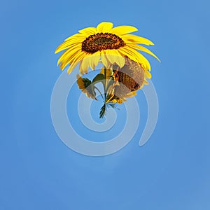 Sunflower abstract and blue sky