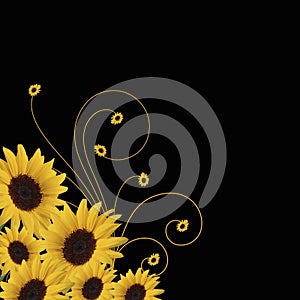 Sunflower abstract vector