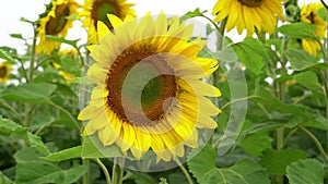 Sunflower against the background of a field of sunflowers