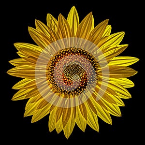 Sunflower Against Black Background