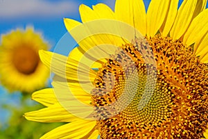 Sunflower with the against blue sky.