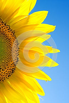 Sunflower against the blue sky.