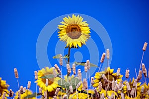 Sunflower against the blue sky