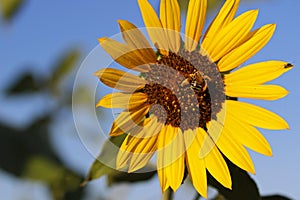 Sunflower against blue sky