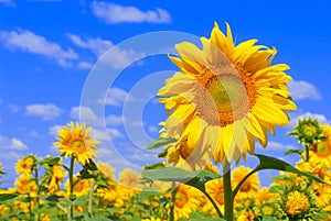 Sunflower against blue sky
