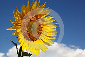 Sunflower against the blue sky