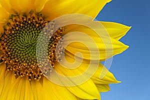 Sunflower against blue sky