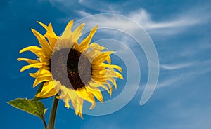 Sunflower against the blue sky