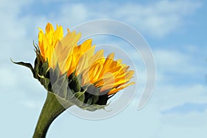 Sunflower against blue sky