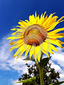 Sunflower against blue sky